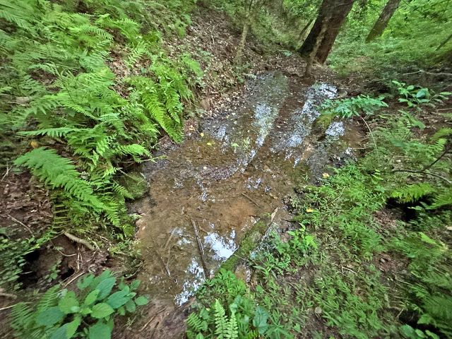 Lot 20 Mt. Springer Road, Ellijay, GA 30540