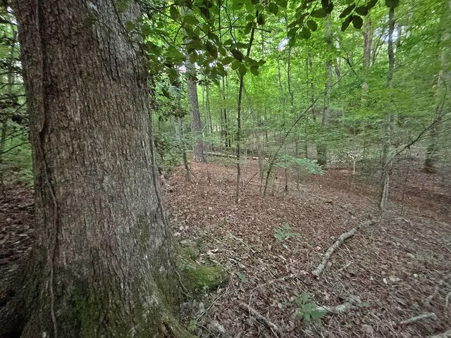 Lot 20 Mt. Springer Road, Ellijay, GA 30540