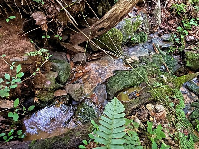 Lot 20 Mt. Springer Road, Ellijay, GA 30540