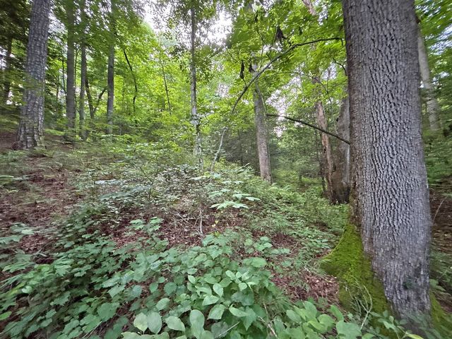 Lot 20 Mt. Springer Road, Ellijay, GA 30540