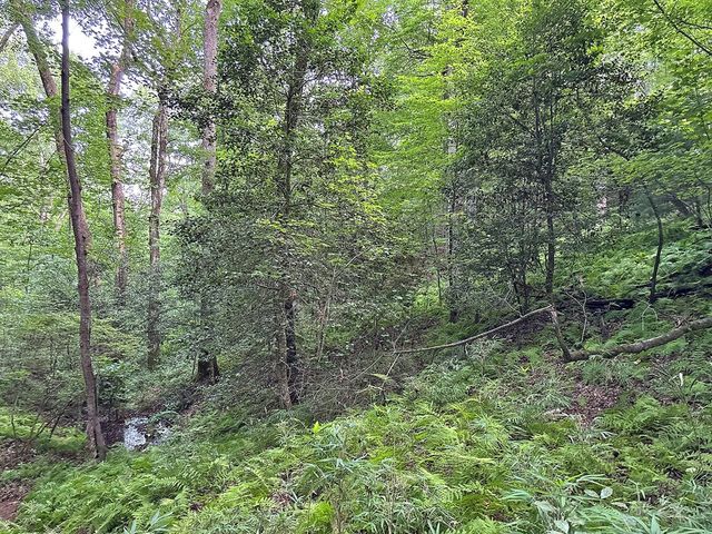 Lot 20 Mt. Springer Road, Ellijay, GA 30540