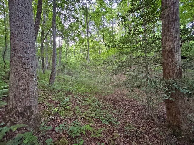 Lot 20 Mt. Springer Road, Ellijay, GA 30540