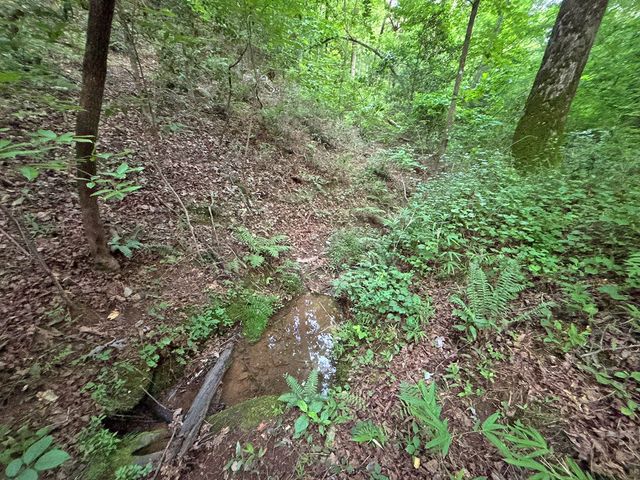 Lot 20 Mt. Springer Road, Ellijay, GA 30540