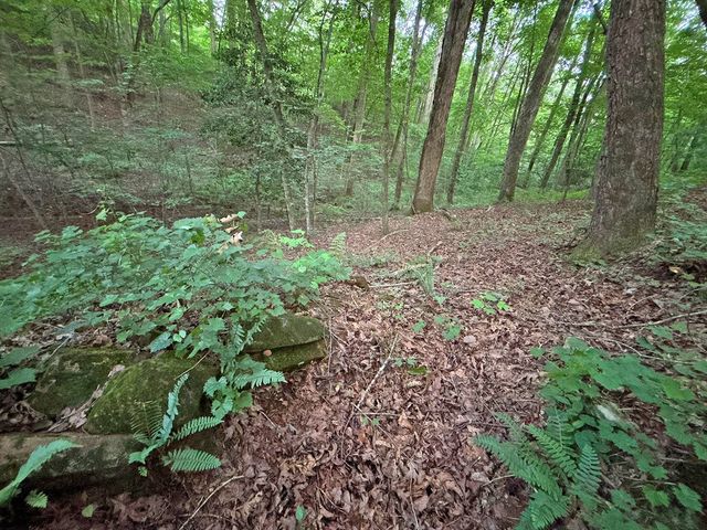 Lot 20 Mt. Springer Road, Ellijay, GA 30540