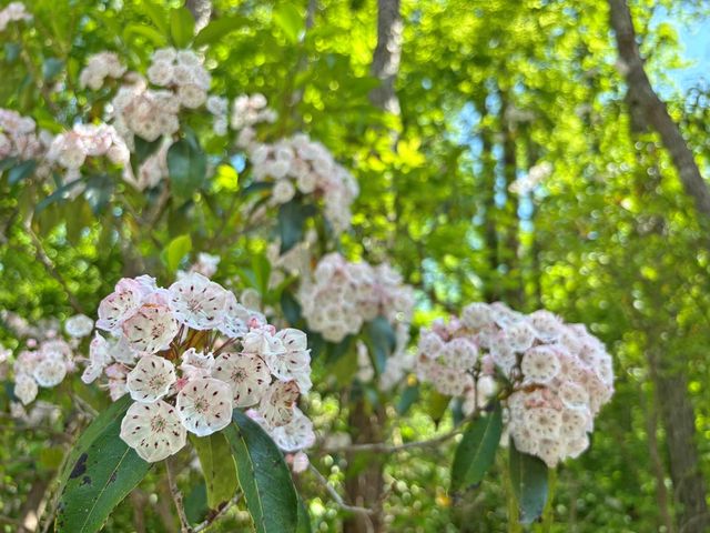 Lot 20 Mt. Springer Road, Ellijay, GA 30540