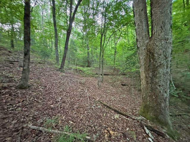 Lot 20 Mt. Springer Road, Ellijay, GA 30540