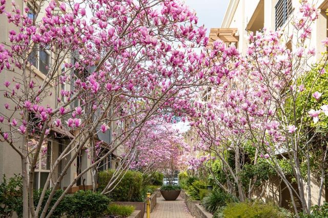 4388 El Camino Real 130, Los Altos, CA 94022