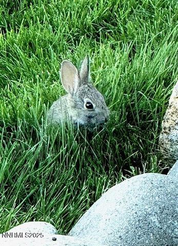 80 Bobcat Drive, Reno, NV 89523