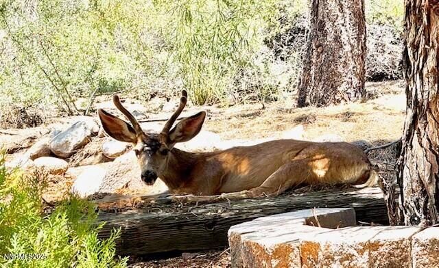 80 Bobcat Drive, Reno, NV 89523