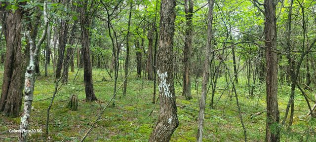 1 Clem Creek Rd, Chapel Hill, TN 37034