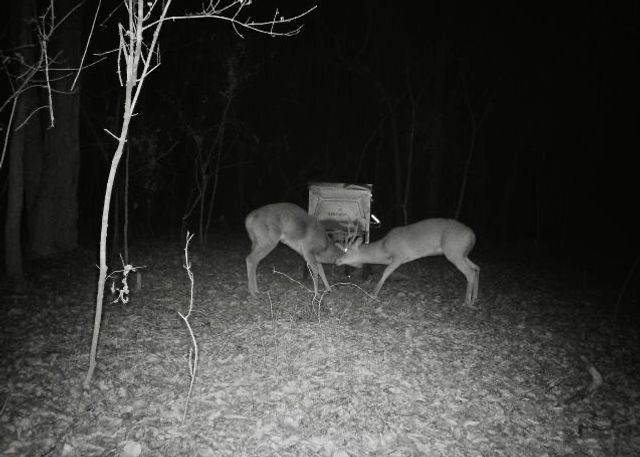 555 Yowell Hill Road, Tom Bean, TX 75491