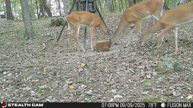 0 Dog Branch Rd, Mount Pleasant, TN 38474