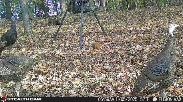 0 Dog Branch Rd, Mount Pleasant, TN 38474