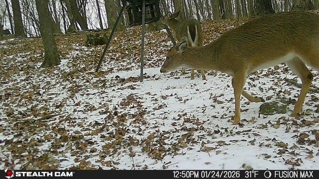 0 Dog Branch Rd, Mount Pleasant, TN 38474