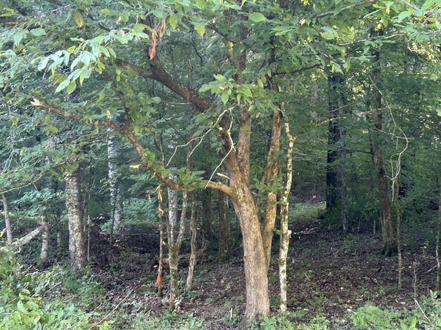 0 E Cave Spring Rd, Pulaski, TN 38478