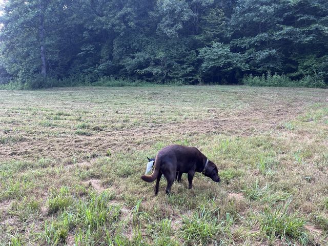 0 E Cave Spring Rd, Pulaski, TN 38478