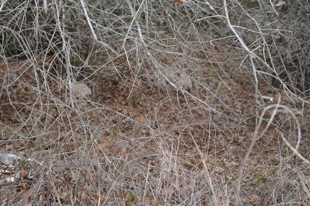 TBD Lot 858 Mamalu DR, Bastrop, TX 78602