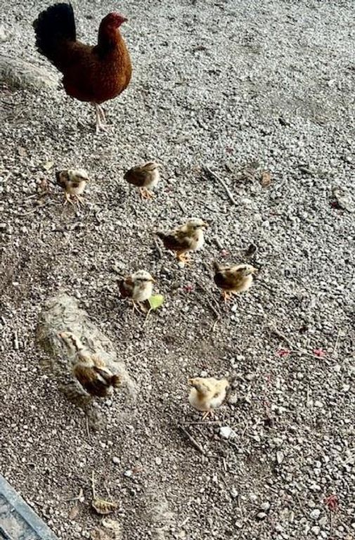 Image 48 of property listing at 1119 SIMONTON STREET A1, A2, C1, Key West, FL 33040