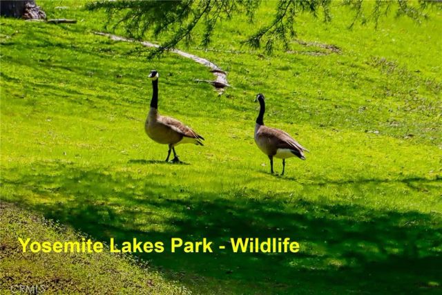 30658 Holiday, Coarsegold, CA 93614