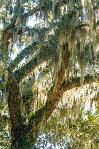 210 Old Plantation Dr W, Beaufort, SC 29907