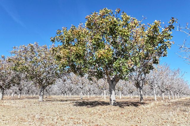 33751 W Adams Avenue, Mendota, CA 93640