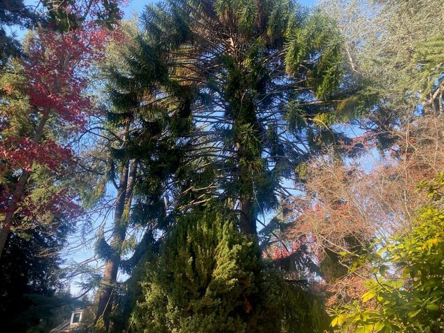 269 Selby Lane, Atherton, CA 94027