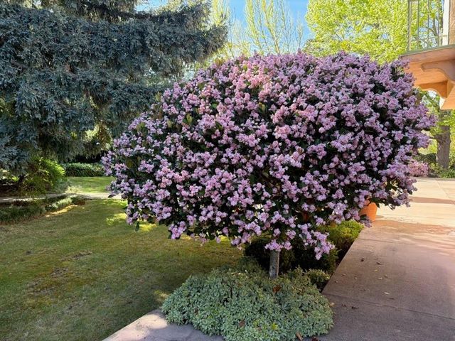 269 Selby Lane, Atherton, CA 94027