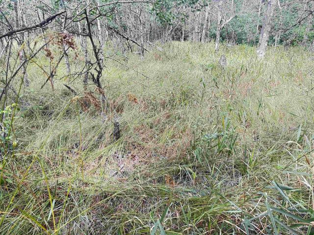 80 AC 13th Ct Acres, Nekoosa, WI 54457