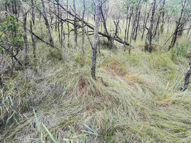 80 AC 13th Ct Acres, Nekoosa, WI 54457