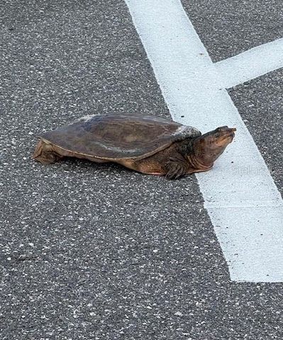 1731 YELLOW TRAIL, Lakeland, FL 33801