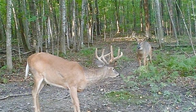 N2460 Oakdale Drive, Fall Creek, WI 54742