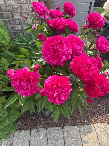 21220 Briar Rose Drive, Macomb Twp, MI 48044