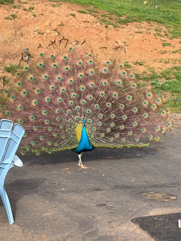 4402 Jaquima Dr, Angels Camp, CA 95222