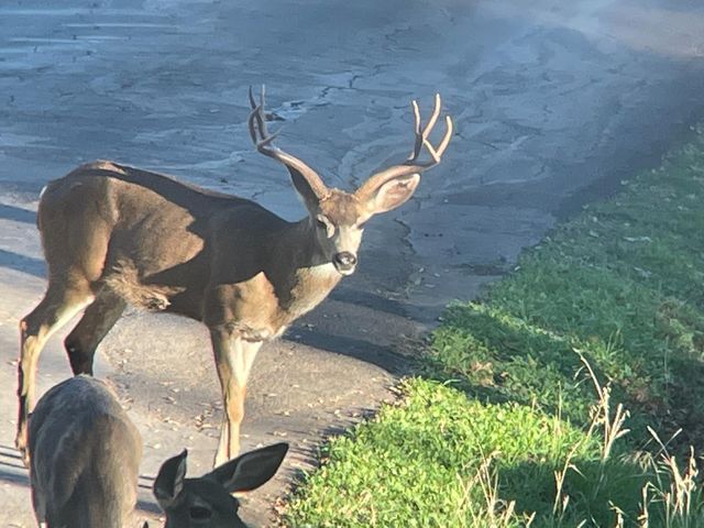 4402 Jaquima Dr, Angels Camp, CA 95222