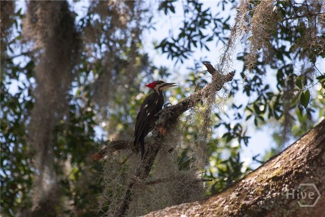 1801 Stillwood Drive, Savannah, GA 31419