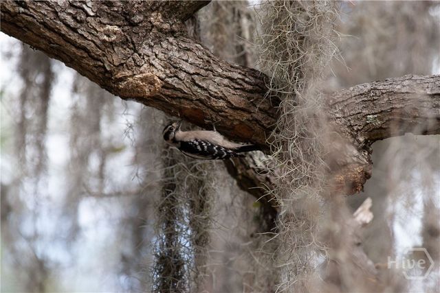 1801 Stillwood Drive, Savannah, GA 31419