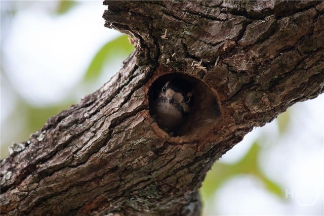 1801 Stillwood Drive, Savannah, GA 31419