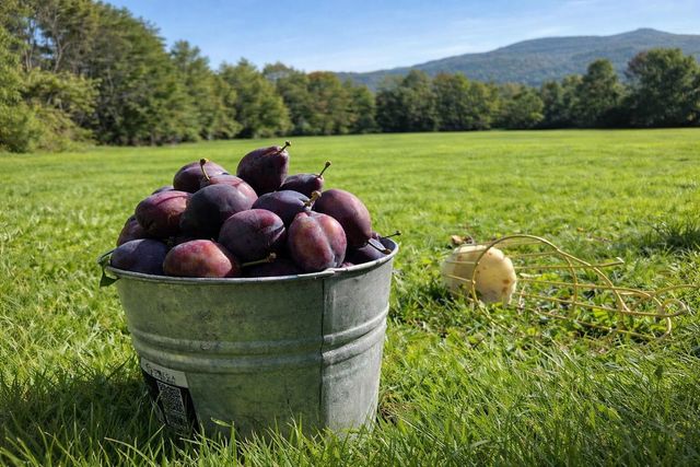 882 Mitchell Road, Shrewsbury, VT 05738
