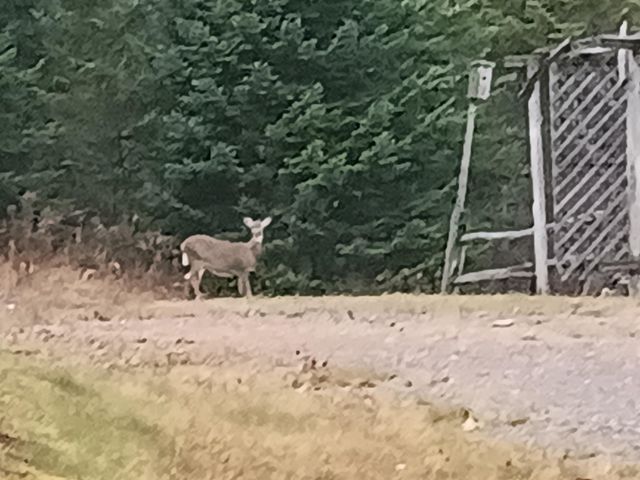 31 Beaver Brook Road, Pittsburg, NH 03592