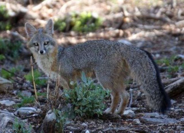 4095 Tyrol Way, Mount Charleston, NV 89124