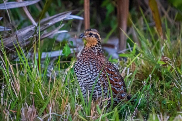 5 AYE COURT, Placida, FL 33946