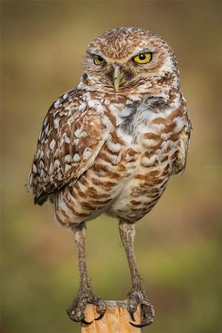 5 AYE COURT, Placida, FL 33946