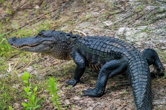 5 AYE COURT, Placida, FL 33946