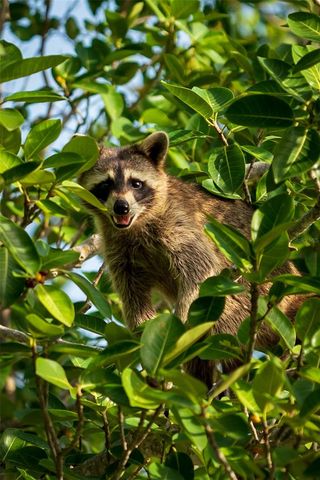 5 AYE COURT, Placida, FL 33946