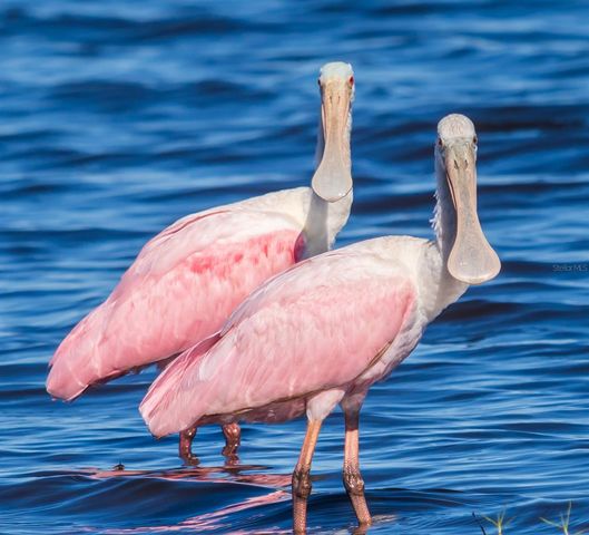 5 AYE COURT, Placida, FL 33946