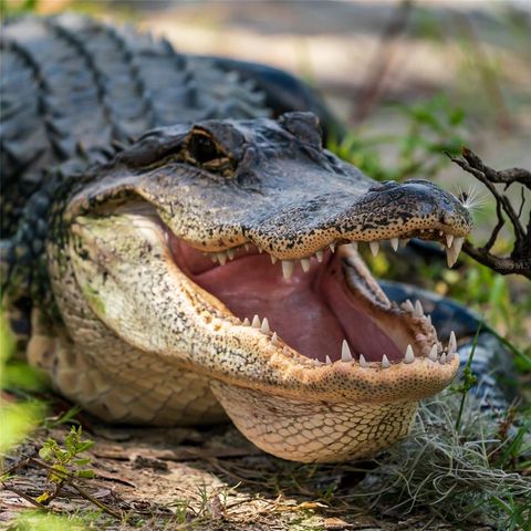 5 AYE COURT, Placida, FL 33946