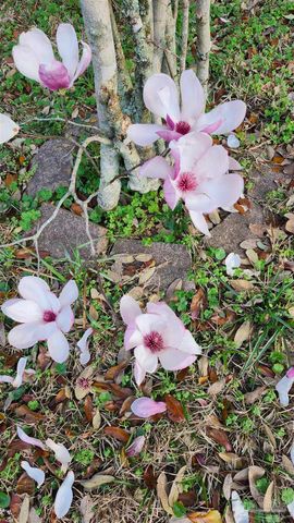 540 N 68th St, Pensacola, FL 32506