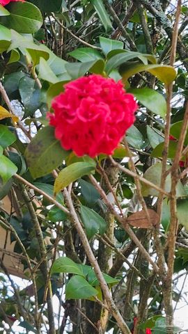 540 N 68th St, Pensacola, FL 32506