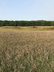 xxxx Pine Bluff (site15) Rd NW, Pine Island, MN 55963