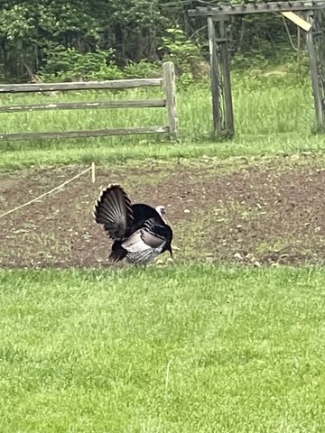 5946 SE Tater Peeler Rd, Lebanon, TN 37090